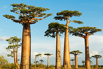 马达加斯加诺西贝岛机场三字代码(NOS),诺西贝岛机场(Fascene)四字码,马达加斯加机场三字码查询